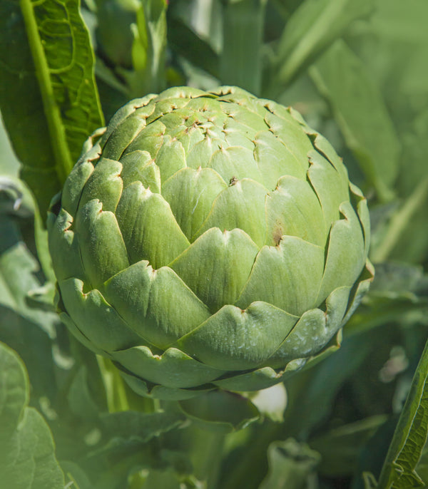 Artichoke Green Globe